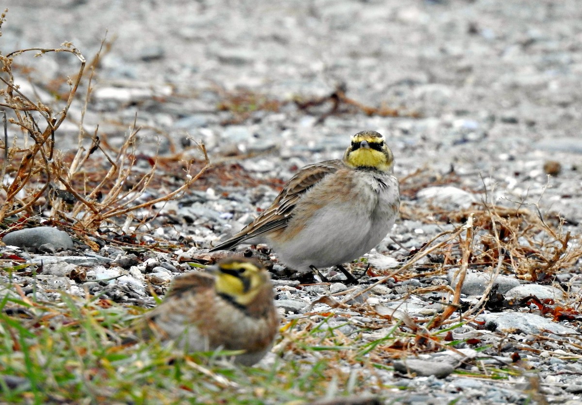 Horned Lark - ML279210081