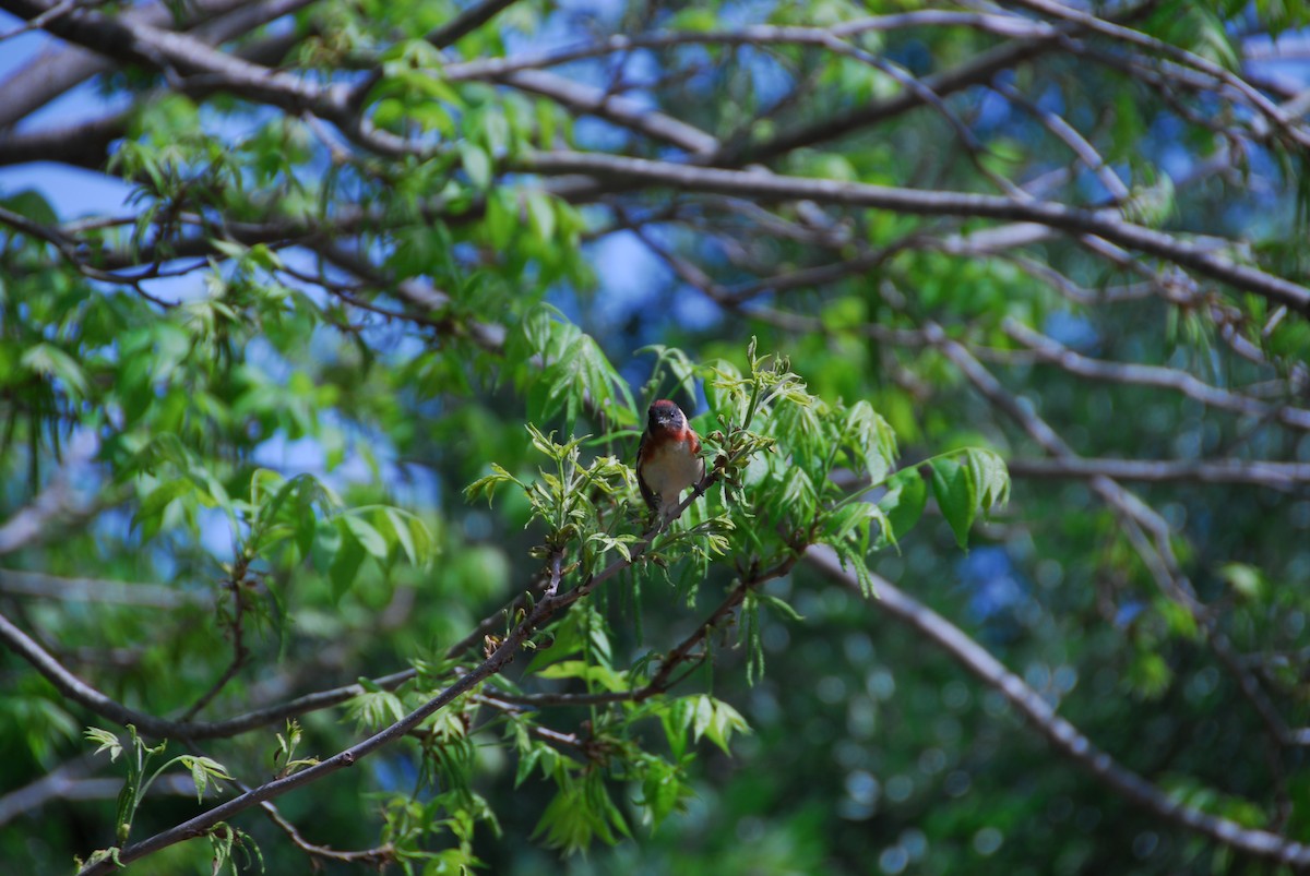 Bay-breasted Warbler - ML27921041