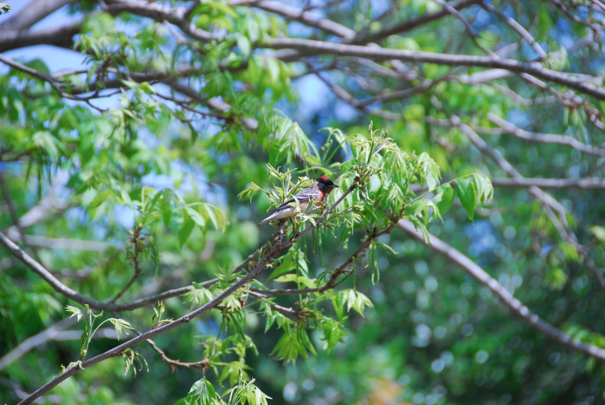 Bay-breasted Warbler - ML27921061