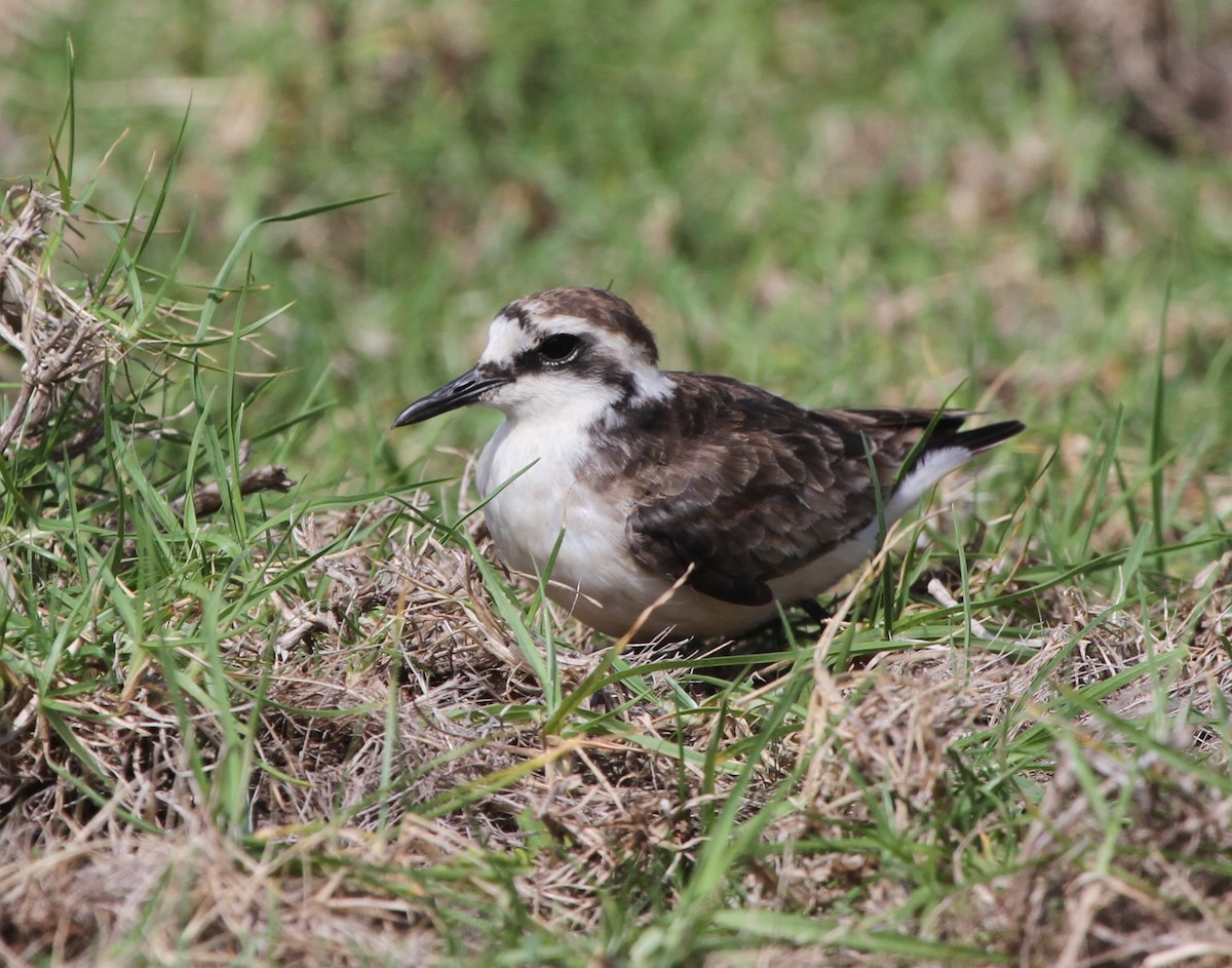 St. Helena Plover - ML27921101