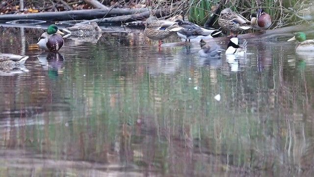 Hooded Merganser - ML279211561