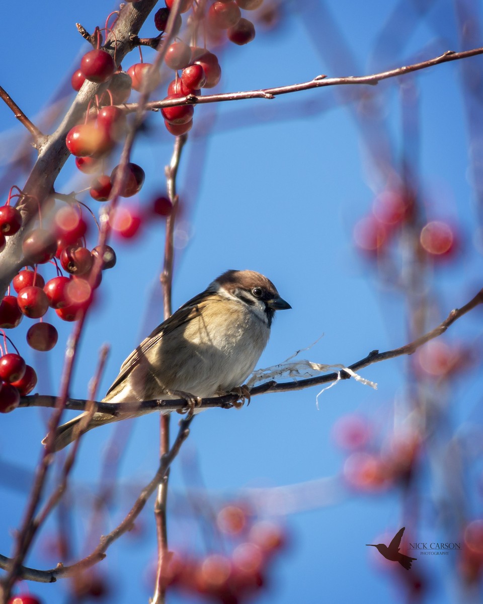 Eurasian Tree Sparrow - Nick Carson