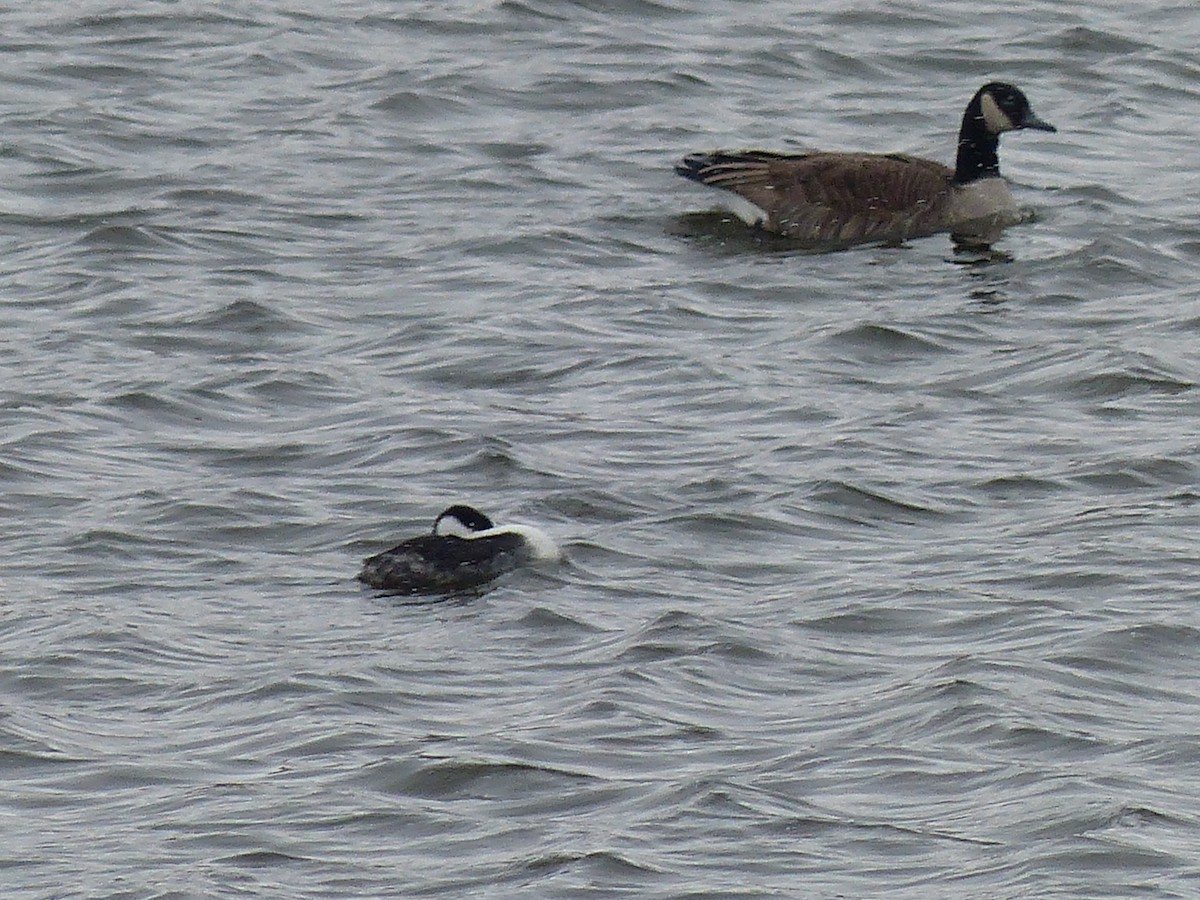 Western Grebe - ML279213591