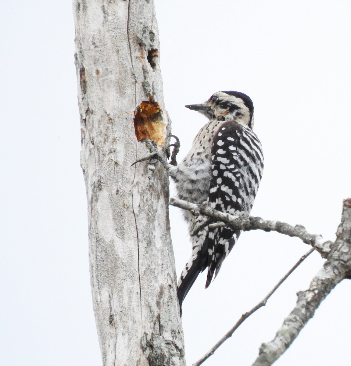 Ladder-backed Woodpecker - Timothy White