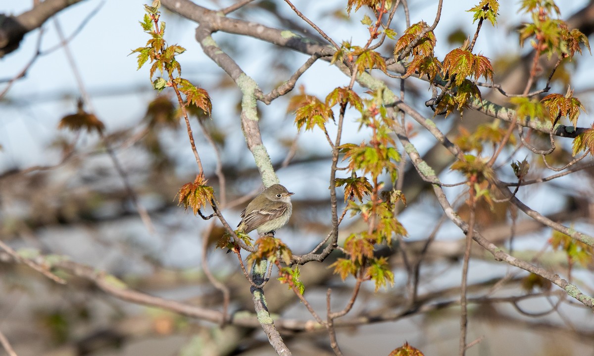 Empidonax sp. - ML279214991