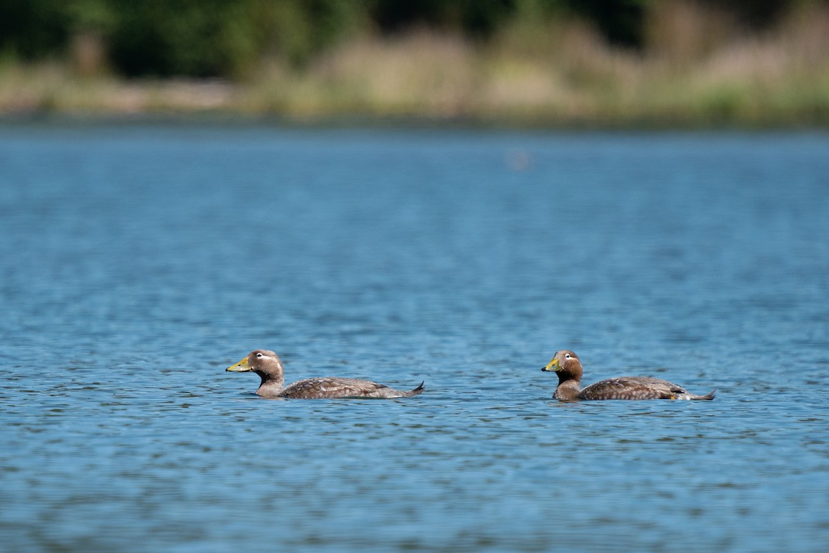 Flying Steamer-Duck - ML279215961