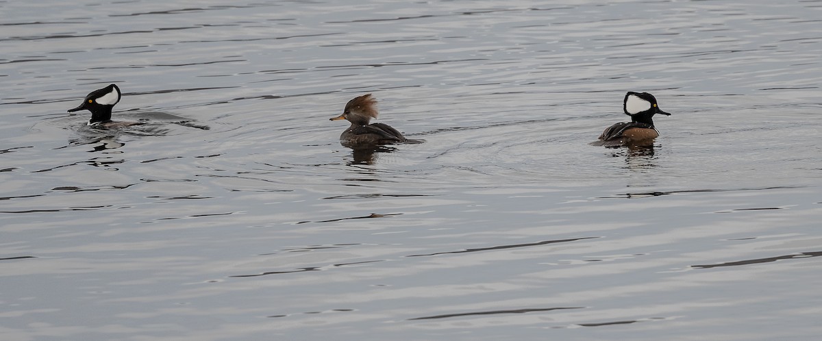 Hooded Merganser - ML279216991