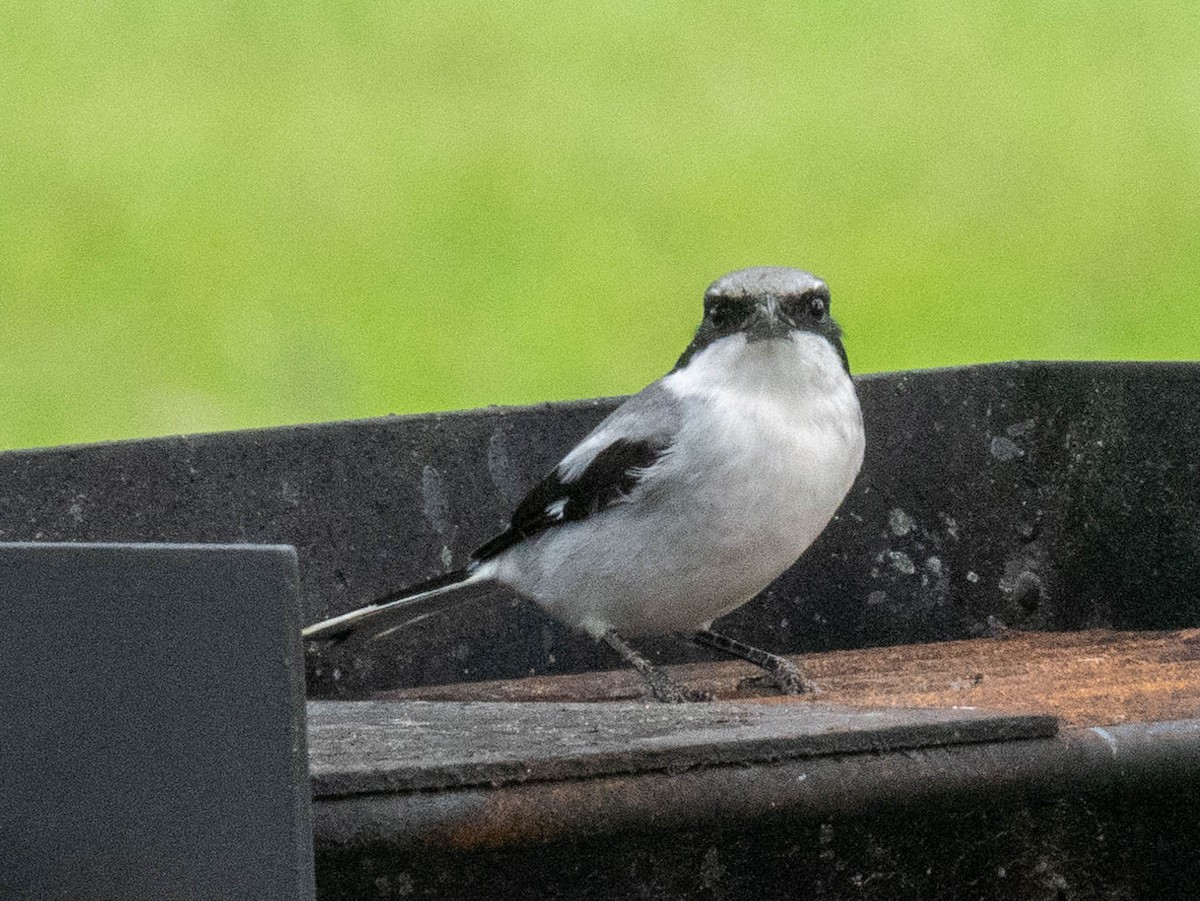 Loggerhead Shrike - ML279217041