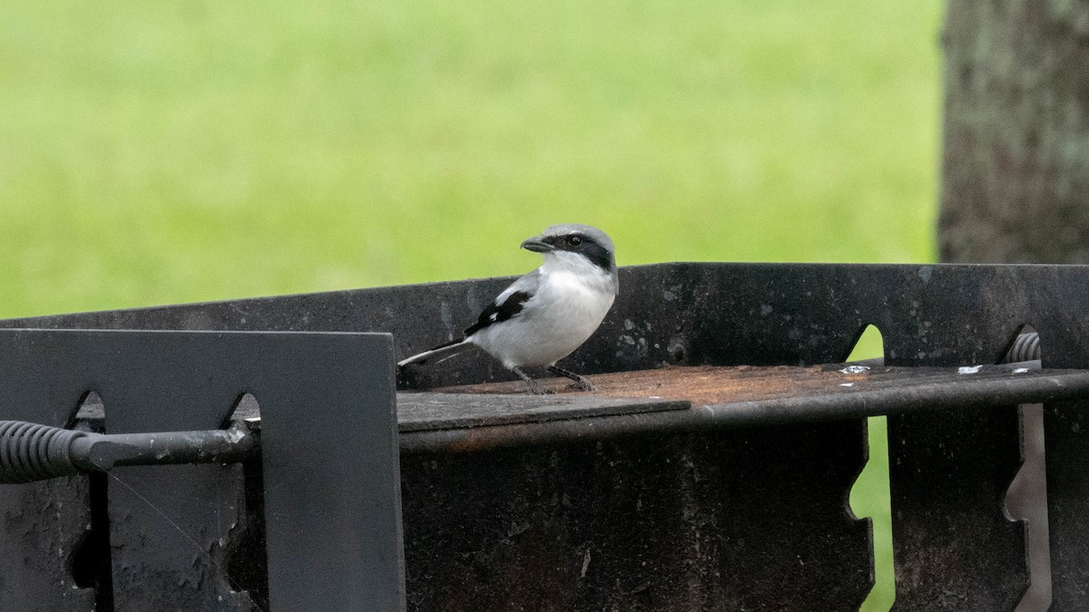 Loggerhead Shrike - ML279217061