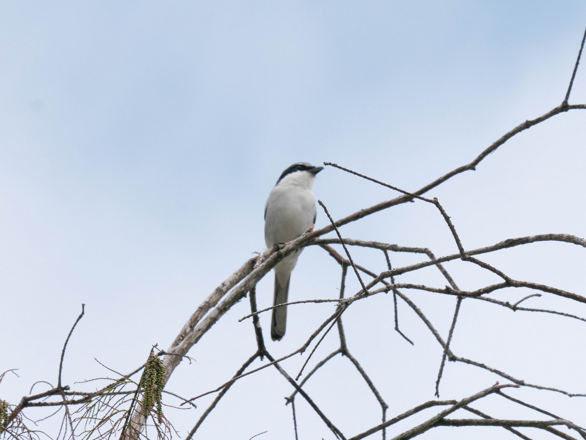 Loggerhead Shrike - ML279217071