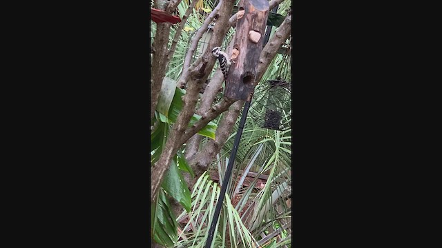 Downy Woodpecker - ML279218361