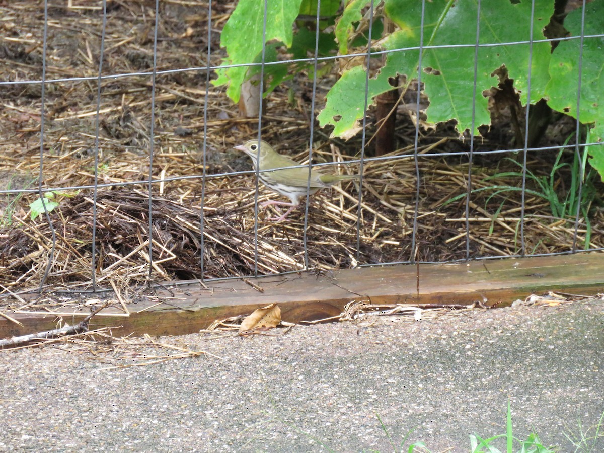 Ovenbird - Ann G Bilotti