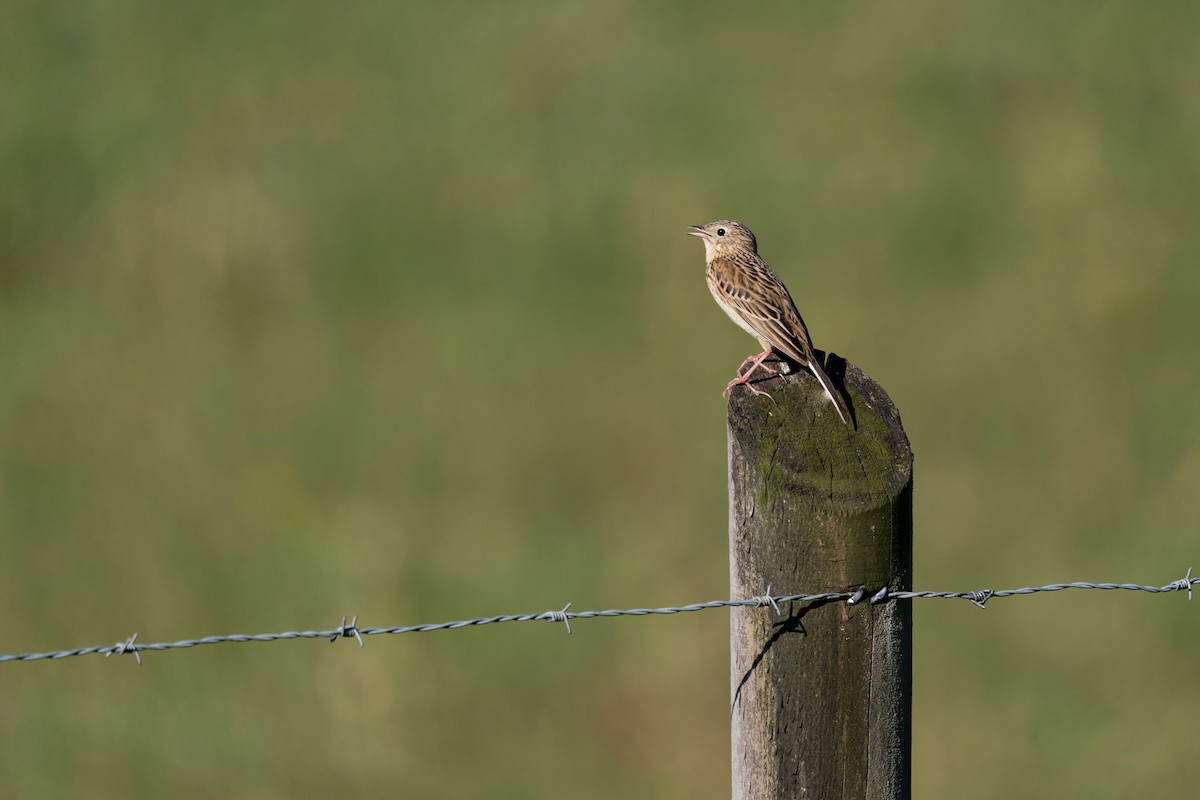 Hellmayr's Pipit - ML279219481