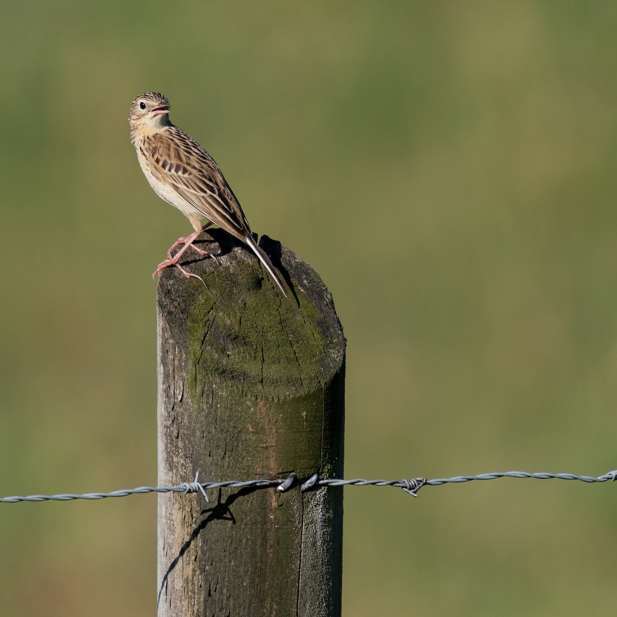 Hellmayr's Pipit - ML279219531