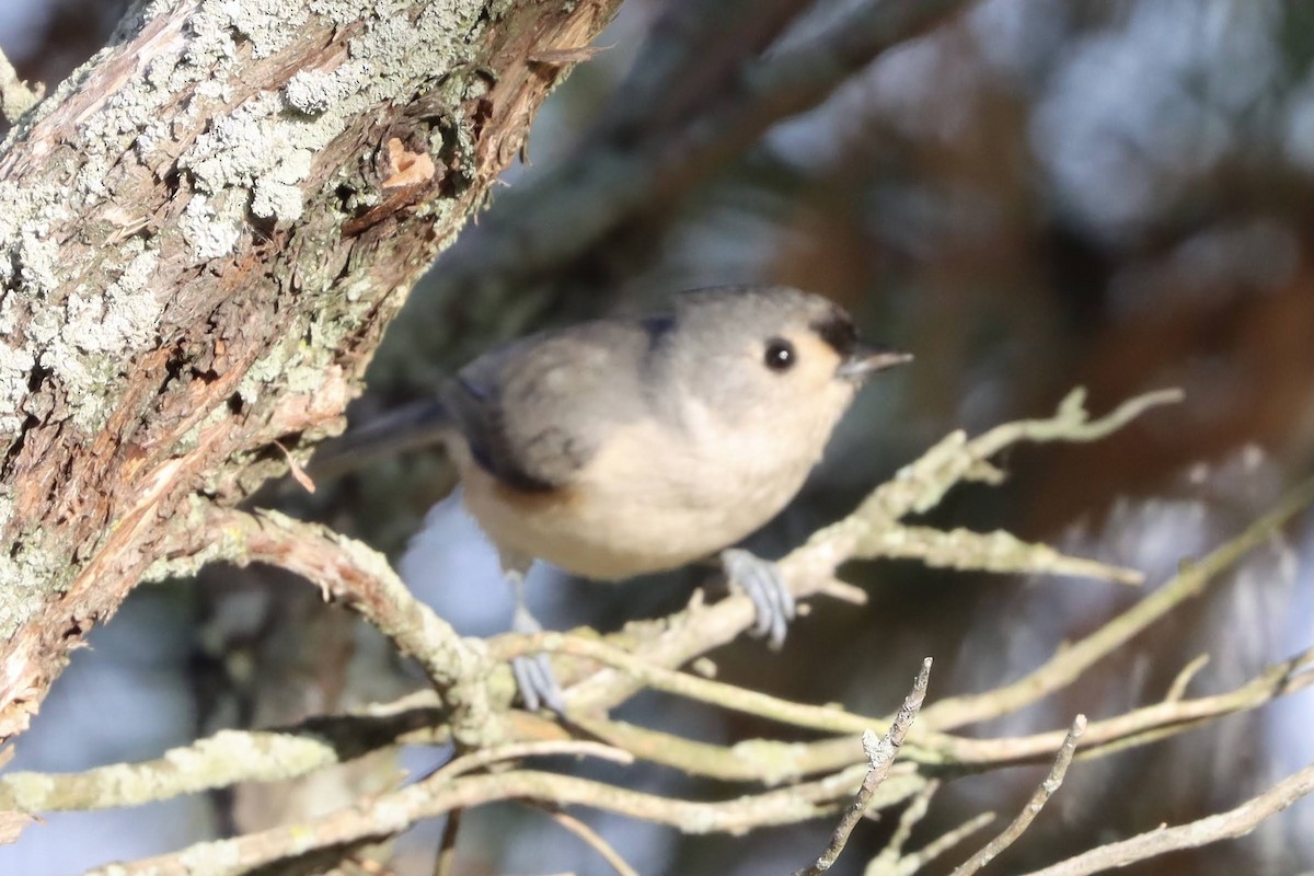 Tufted Titmouse - ML279221341