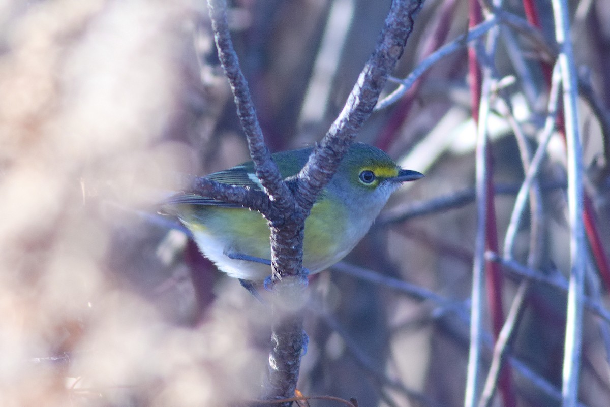 Ak Gözlü Vireo - ML279221831