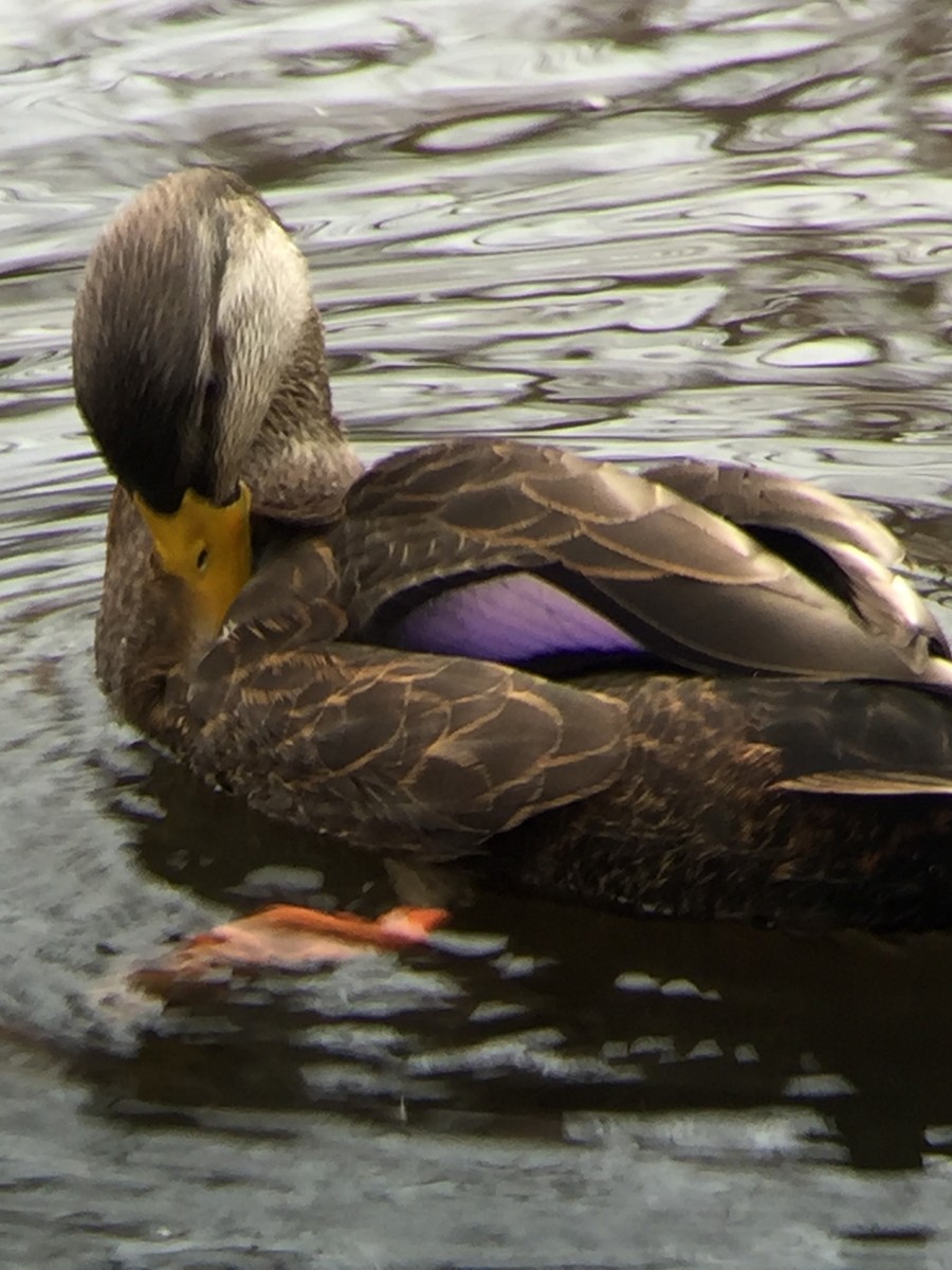 American Black Duck - ML279223881