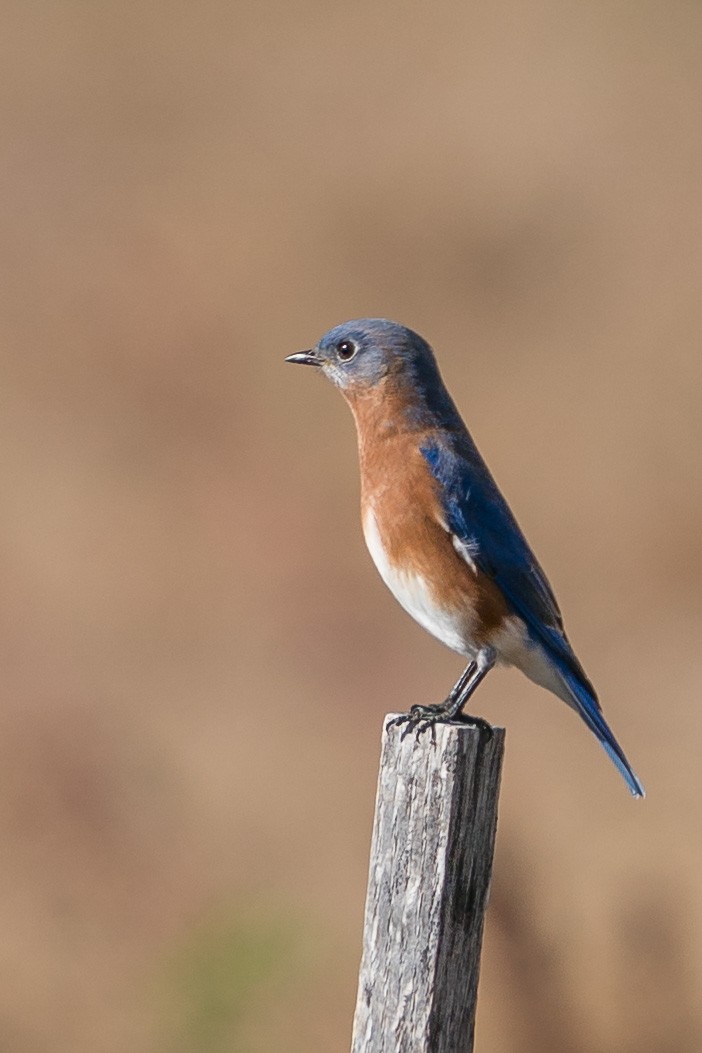 Eastern Bluebird - Nancy Larrabee