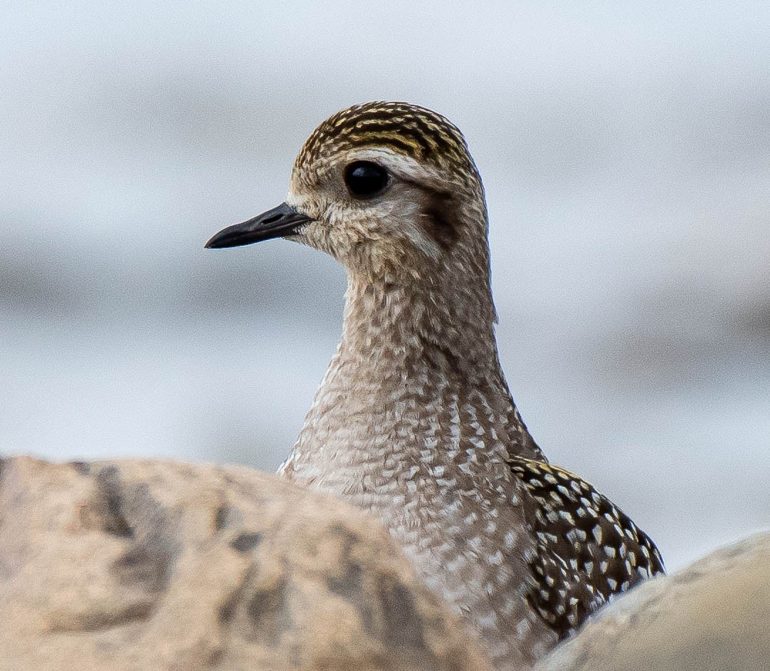 American Golden-Plover - Guy Tremblay