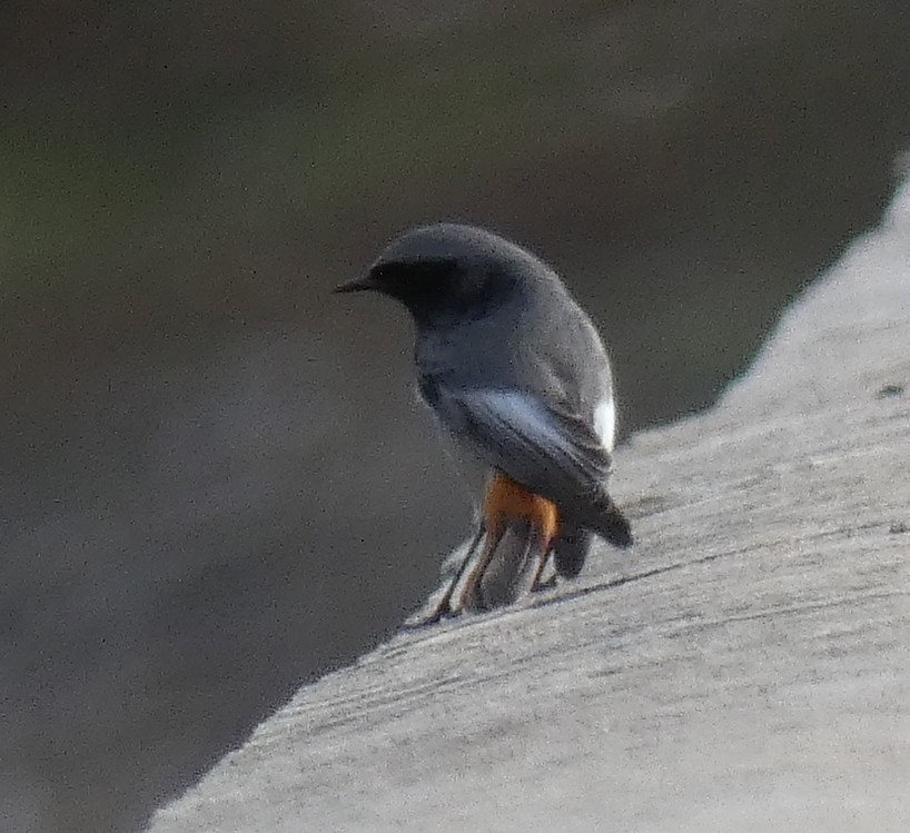 Black Redstart - Sergei Danchenko