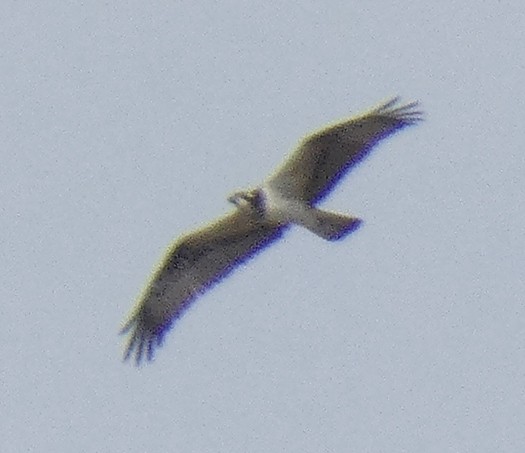 Osprey - ML279228121