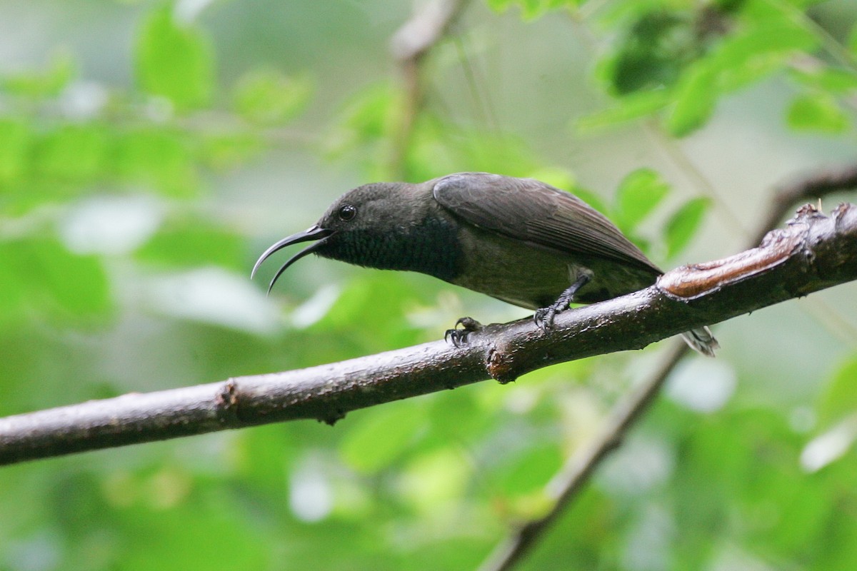 Seychelles Sunbird - ML279229981