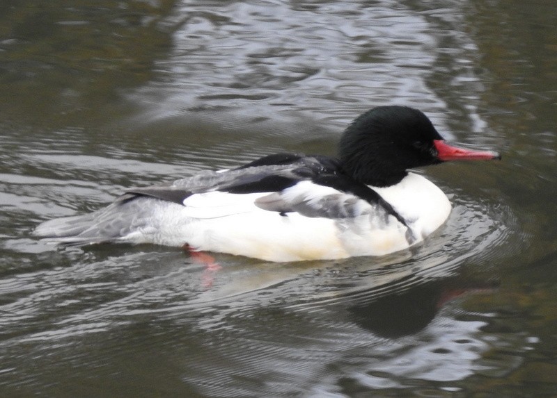 Common Merganser - ML279230431