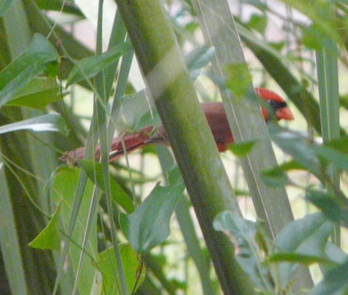 Northern Cardinal - Sean McCool