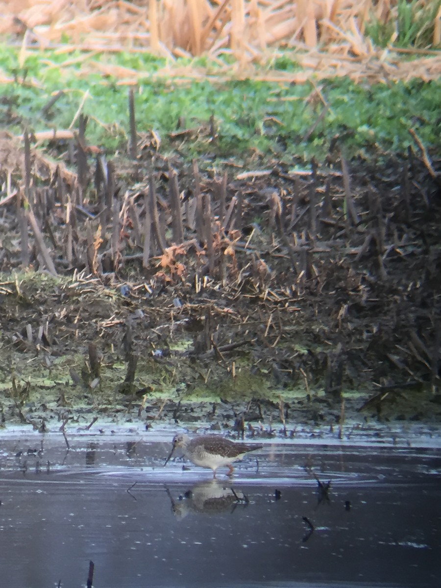 Greater Yellowlegs - ML279230661