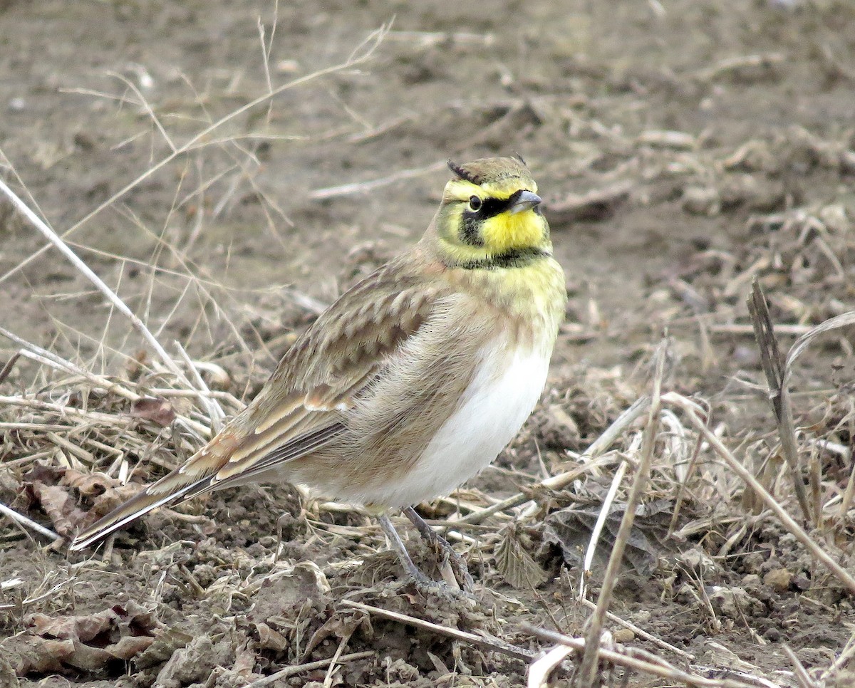 Horned Lark - Jamie Simmons