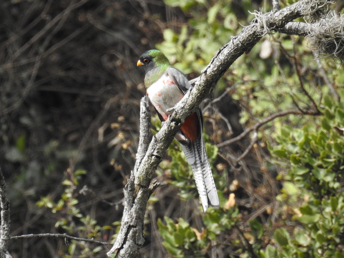 Trogon élégant - ML279233271