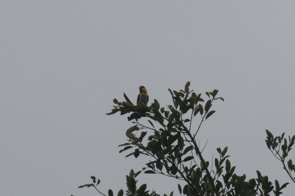 White-bellied Parrot - ML279233921