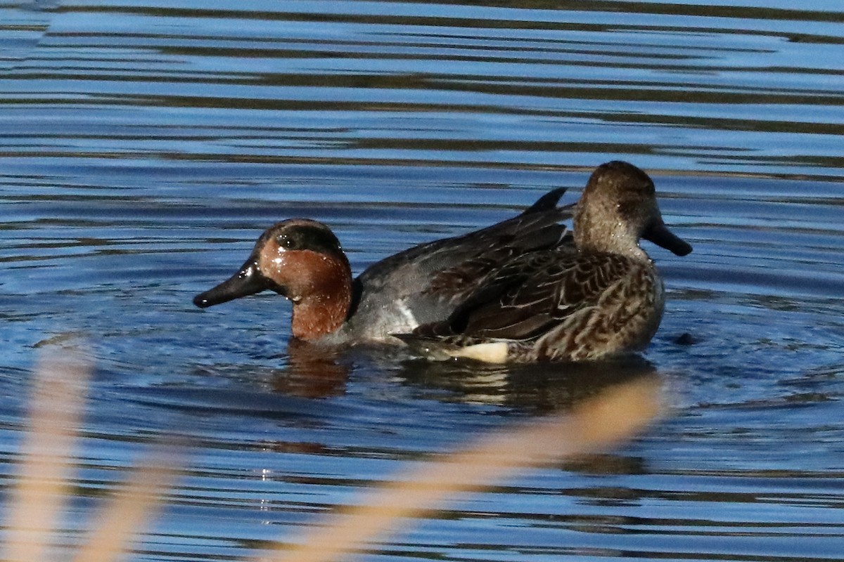 Green-winged Teal - ML279234461