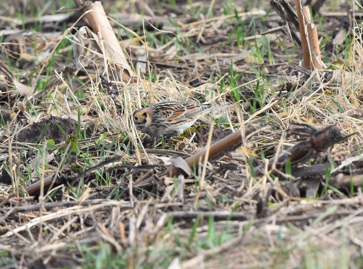 Lapland Longspur - ML279236681