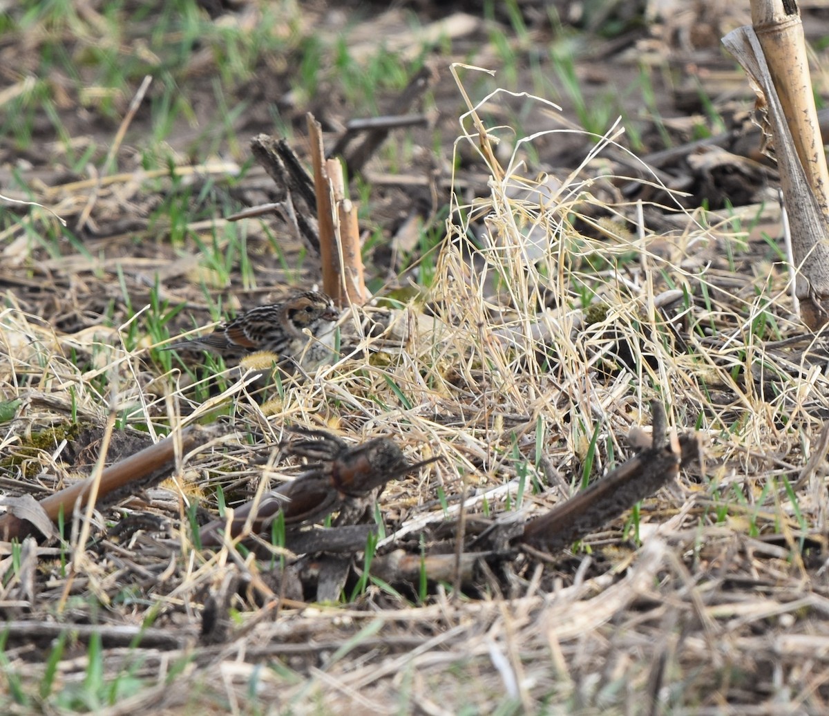 Lapland Longspur - ML279236691