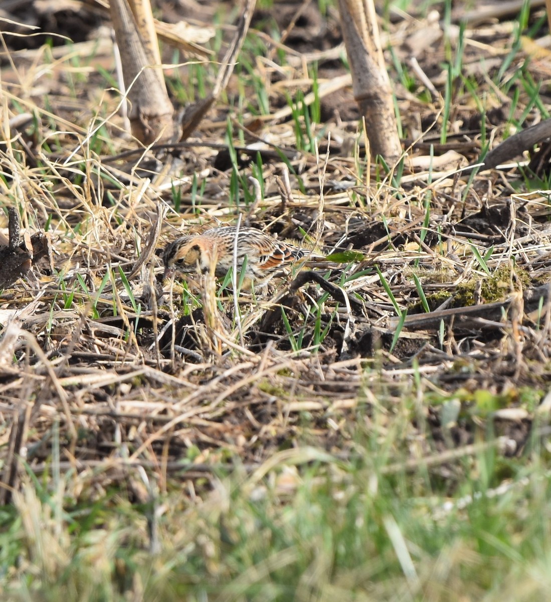 Lapland Longspur - ML279236701