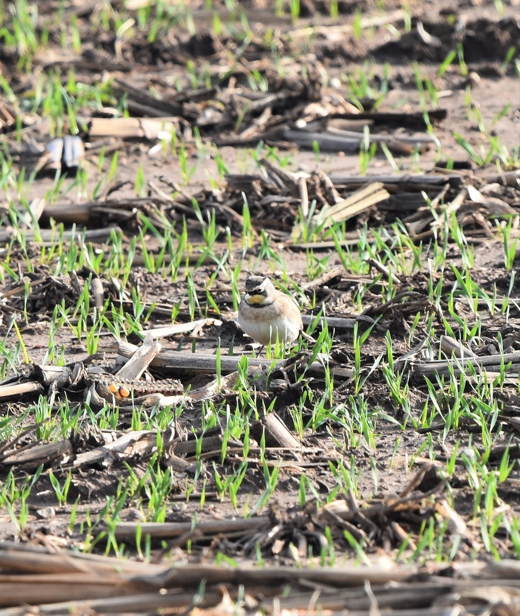 Horned Lark - ML279237271