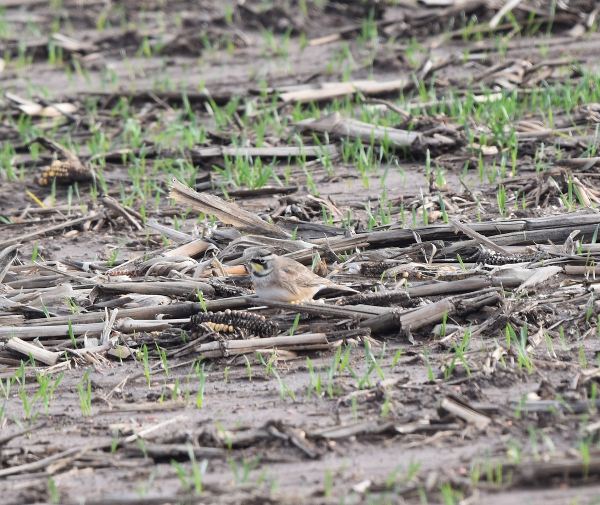 Horned Lark - ML279237321