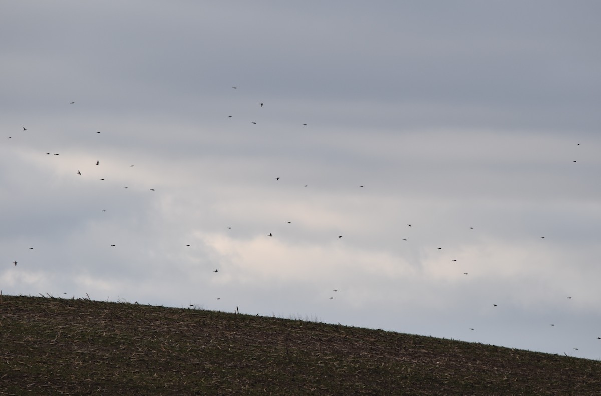 Horned Lark - ML279237551