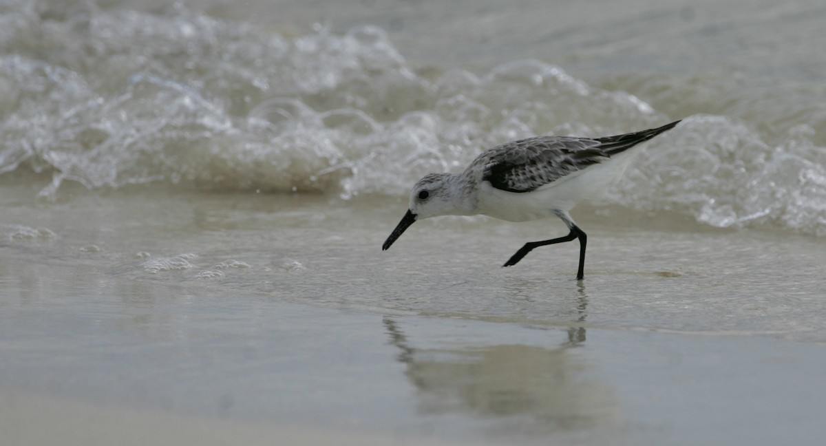 Bécasseau sanderling - ML279237871