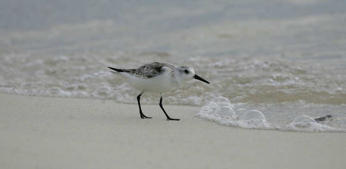 Bécasseau sanderling - ML279237911