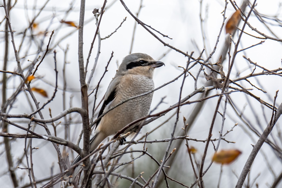 Northern Shrike - Donald Dixon