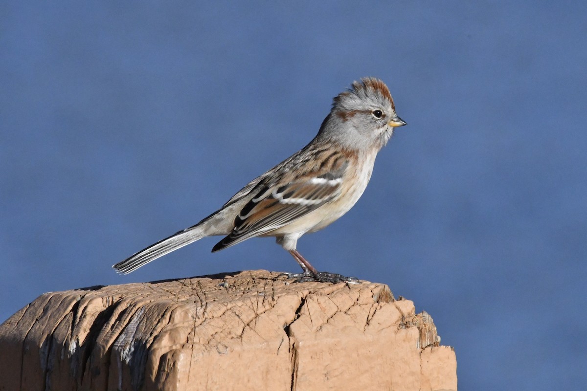 American Tree Sparrow - ML279240561