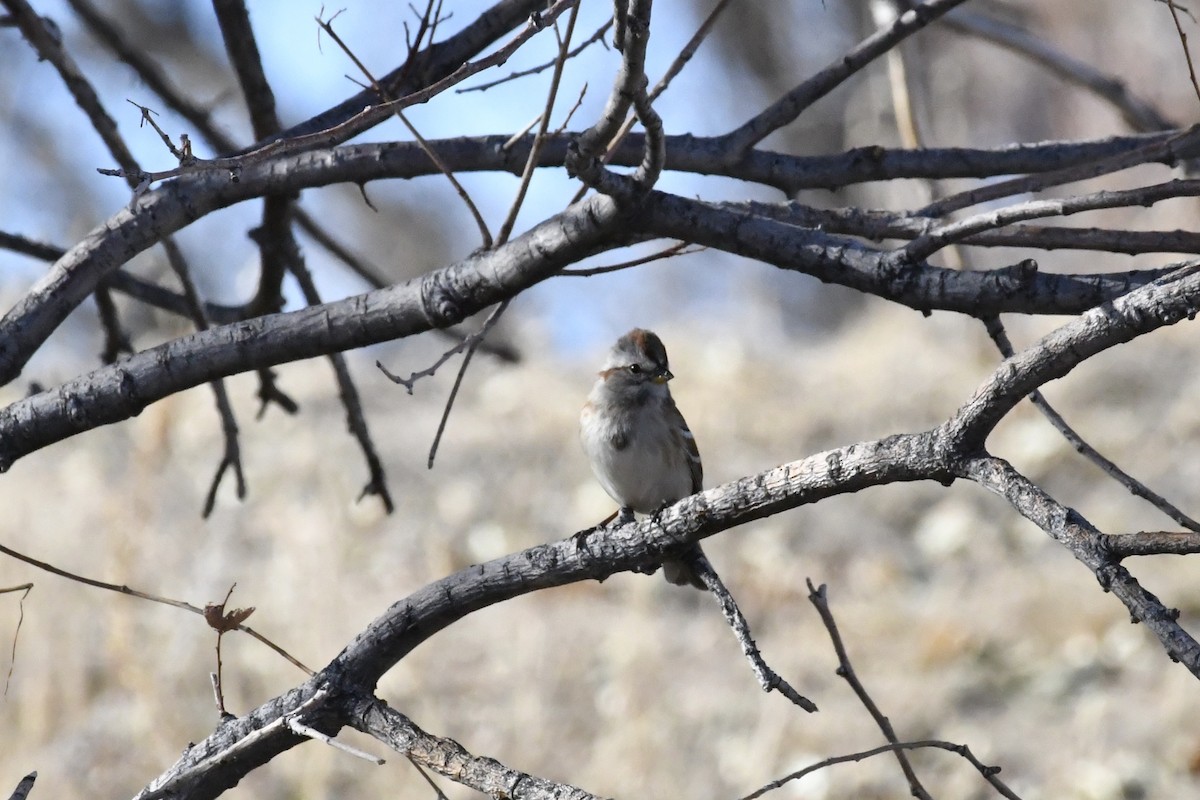 American Tree Sparrow - ML279241131