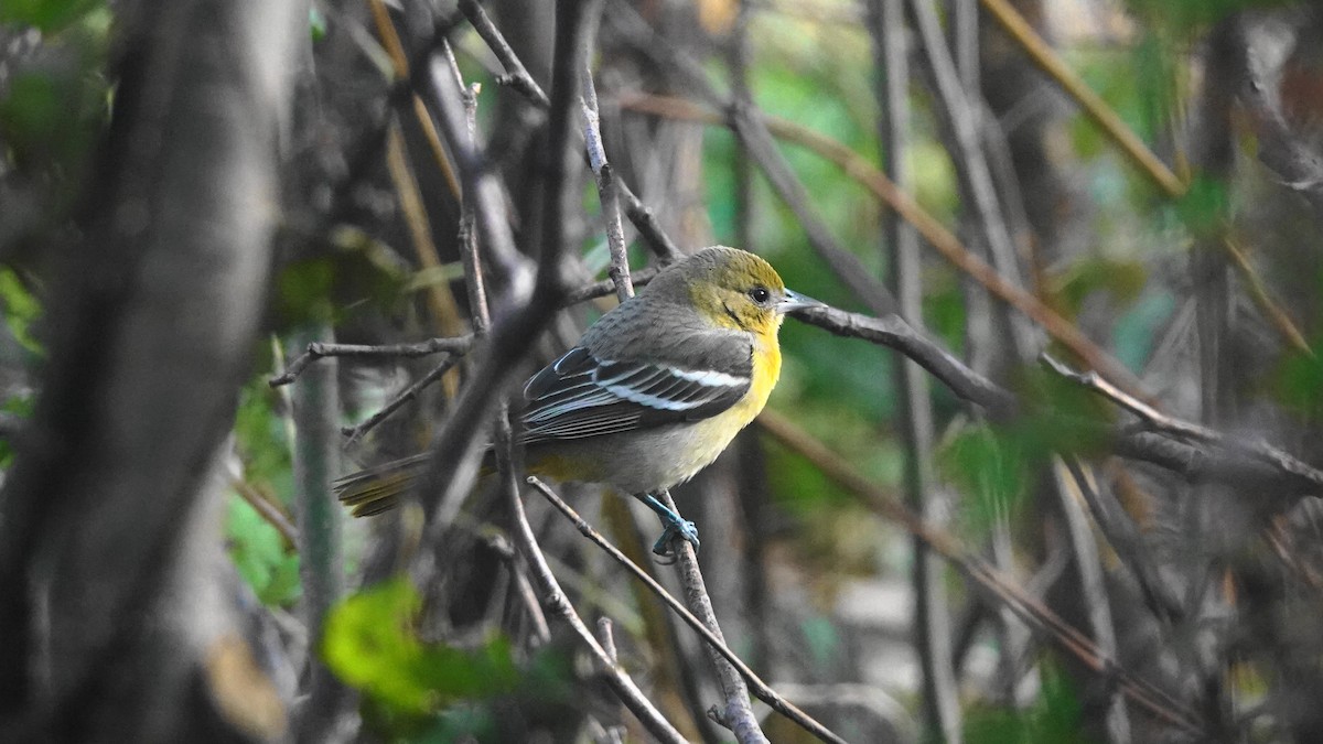 Baltimore Oriole - Barry Day