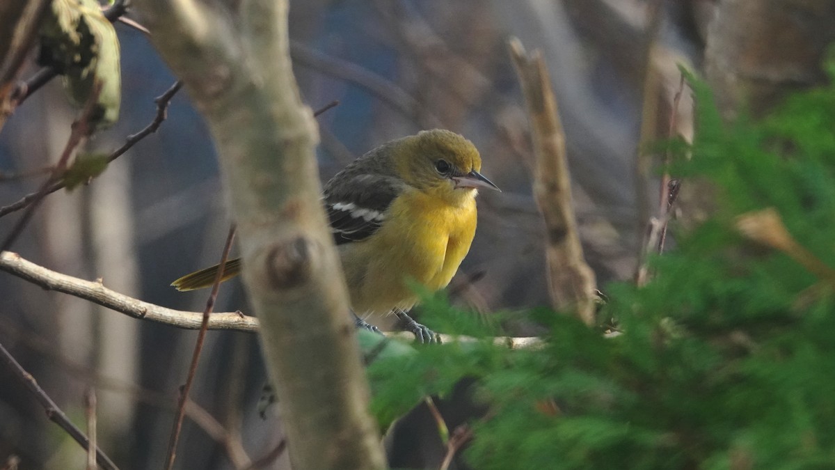 Baltimore Oriole - ML279241271