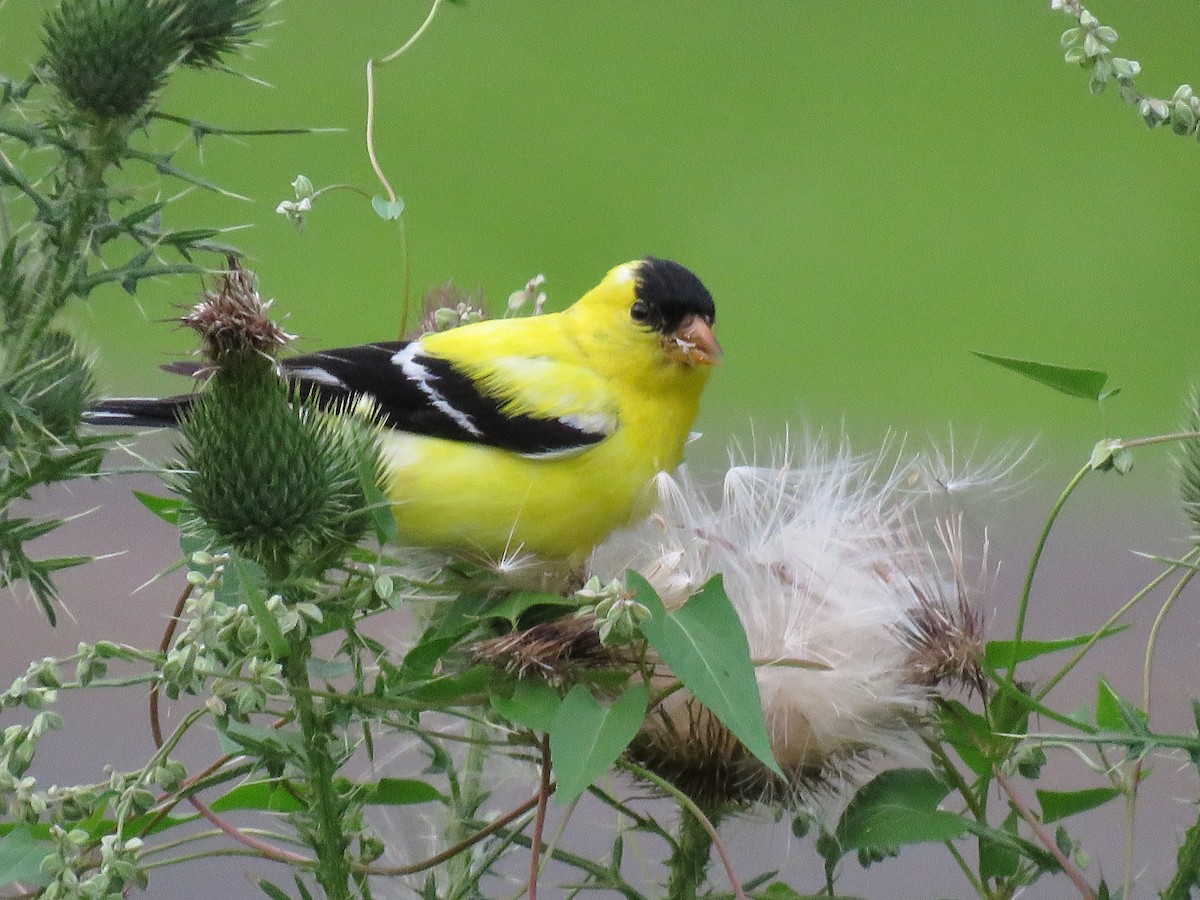 American Goldfinch - Ann G Bilotti