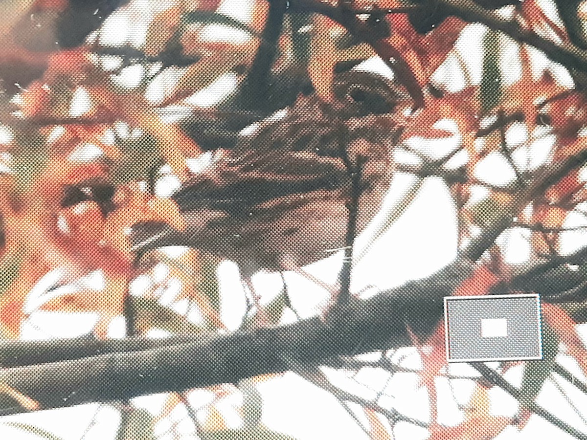 Vesper Sparrow - ML279244171
