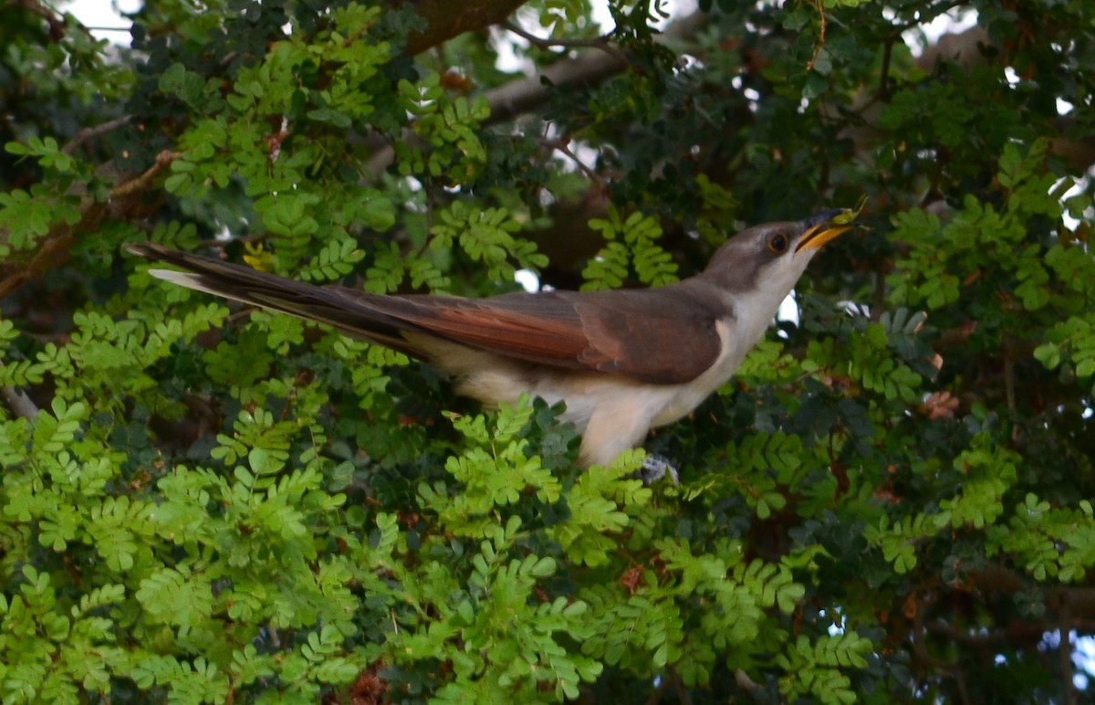 Yellow-billed Cuckoo - ML279244511