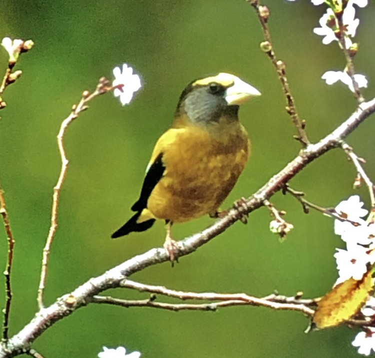 Evening Grosbeak - ML279245001
